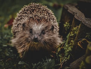 Create a wildlife-friendly winter garden
