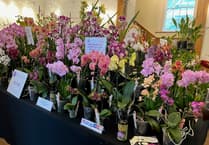 Explore the vibrant Welsh Orchid Festival at Aberglasney