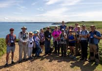 Volunteers mobilise to rescue stranded Manx Shearwaters across Pembrokeshire