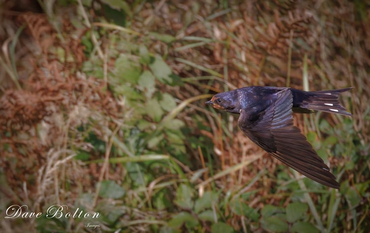 David Bolton - The elusive Swallow hunts the hedgerow