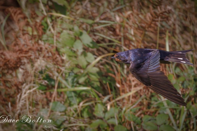 David Bolton - The elusive Swallow hunts the hedgerow