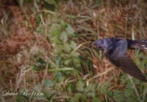 Discover local wildlife in Pembrokeshire for free!