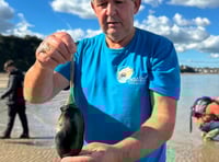 Students go coastal foraging at Saundersfoot 