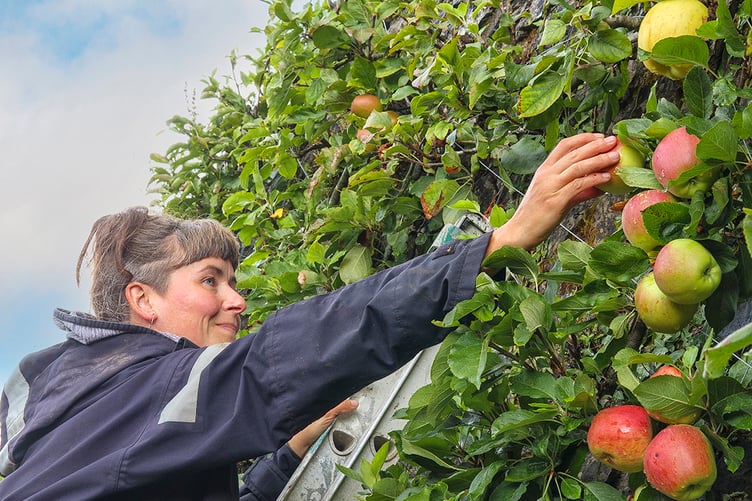Aberglasney Kitchen Gardener, Hattie Kerr, picking apples
