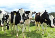 Cattle underpass gets green light at Pembrokeshire farm