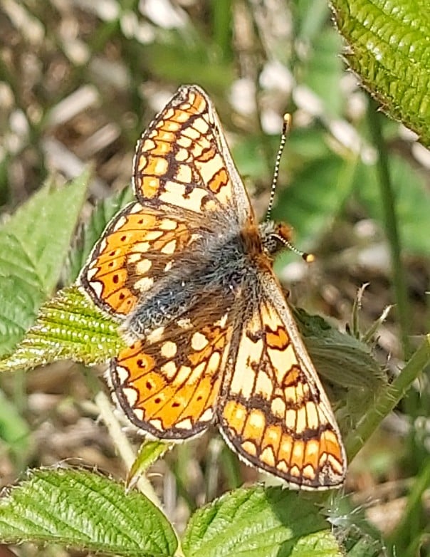 Marsh fritillary at Dyffryn Gwaun