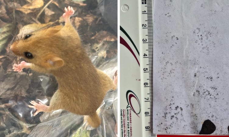 Female Dormouse found in nest box near tunnel; Dormouse footprints
