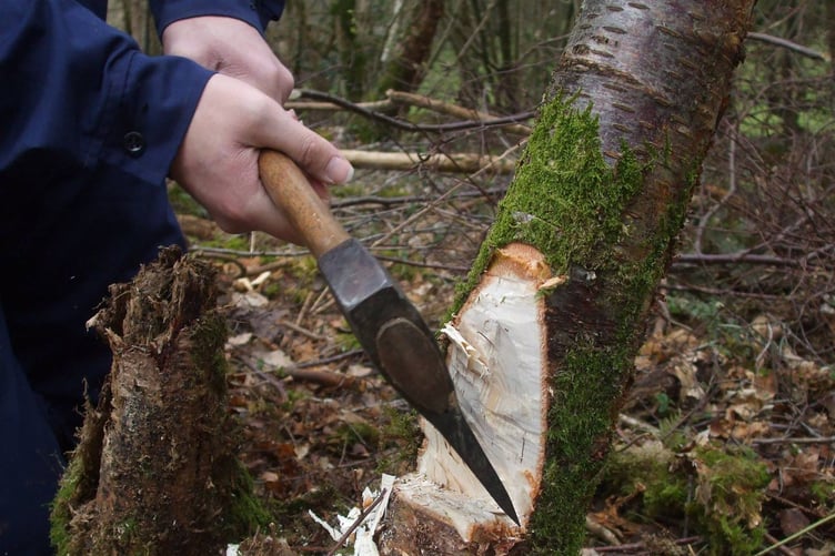 Woodland courses - coppicing - tree work