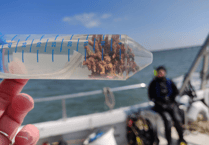 Milford Haven’s unique seabed habitat revealed in new study
