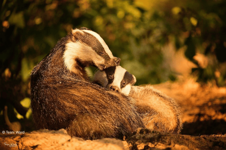 Pembrokeshire Badger Group aims to protect badgers and their local habitats