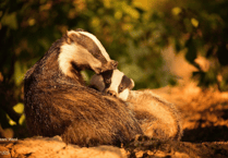 Pembrokeshire Badger Group helps protect local wildlife