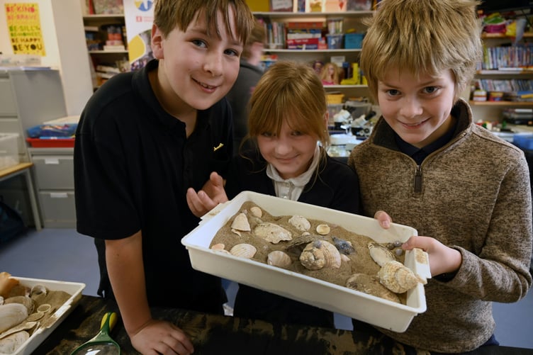 Identifying shells from the strandline