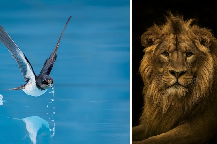 Jan Sullivan "Drink on the Wing" and John Slater "The Sovereign Silence" (2-year-old Lion, Bristol Zoo)