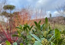 Aberglasney lowers entry fee to celebrate new Winter Garden