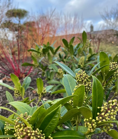 Aberglasney new Winter Garden