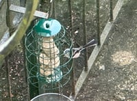 Long-tailed tit visits town garden, Pembroke Dock