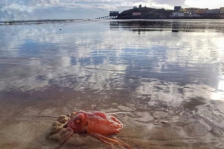 Hidden Pembs - Octopus Tenby
