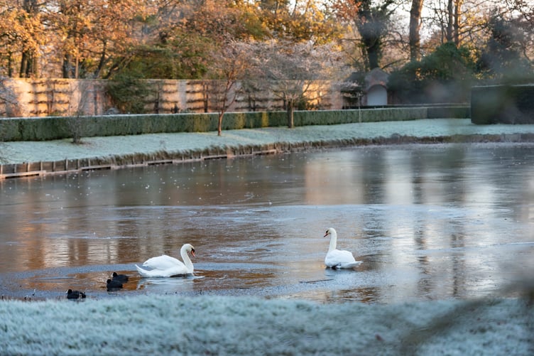 Swans on Erddig's central canal