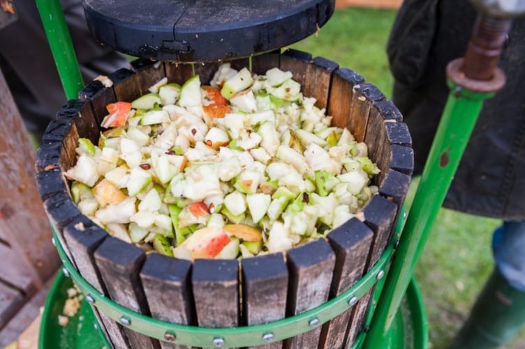 Apples in a press