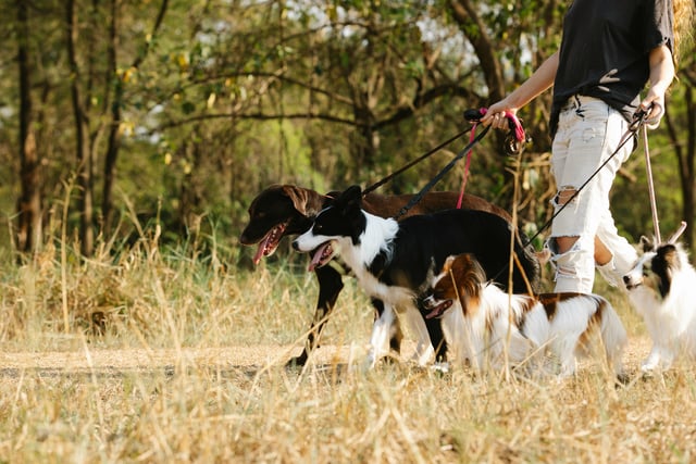 Dog owners reminded: Enjoy countryside responsibly