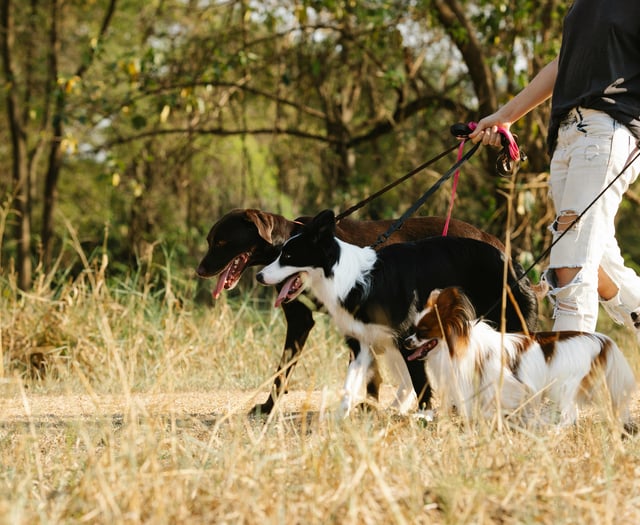 Dog owners reminded: Enjoy countryside responsibly