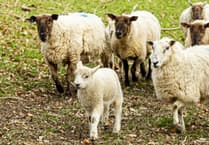 Easter Warning: Families urged not to pick up lambs