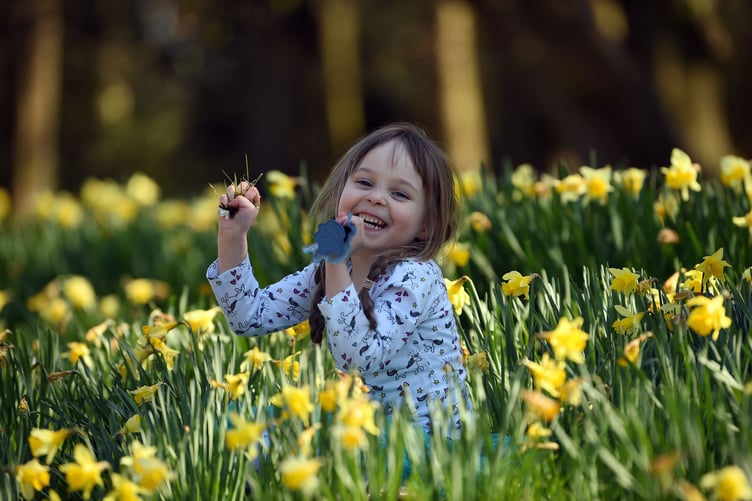 Girl sat amongst daffodils in spring at Erddig, Wrexham, Wales