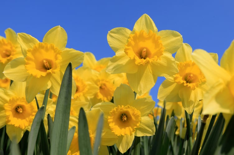 Daffodils for St David’s Day