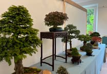 Join the Dragon Bonsai Spring Show!
