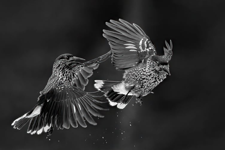 Mid-Air Encounter - the monochrome print that got Jan Sullivan a gold medal