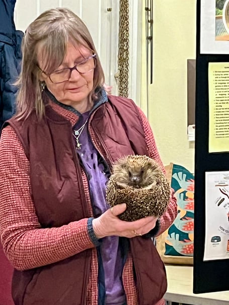 Ginny Batt, from the Pembrokeshire Hogspital, brought hedgehogs Arran and Heineken with her to Tenby Arts Club for a talk on how to help with the preservation of hedgehogs as they are very endangered.