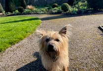 Walk your dog at Aberglasney Gardens