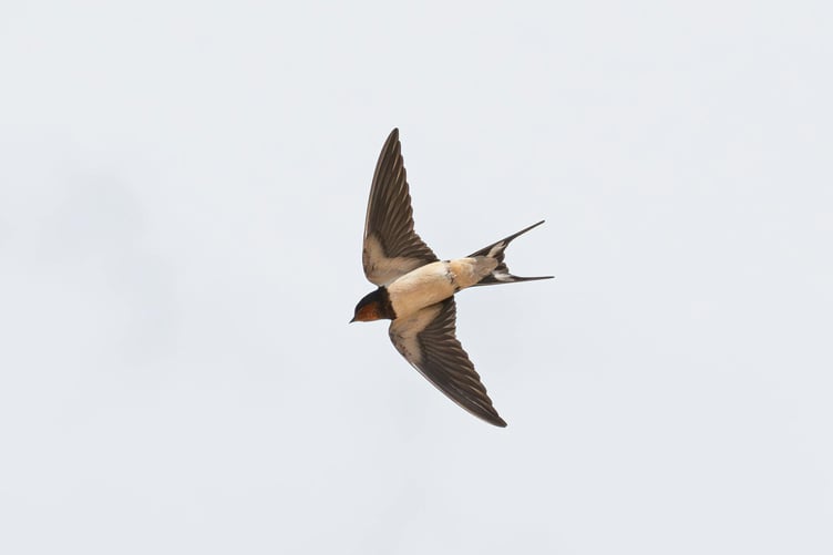 Flying Barn Swallow