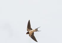 Spotted: Swallows confirm spring in East Williamston
