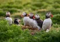 Discover Wales' coastal wildlife hotspots this spring