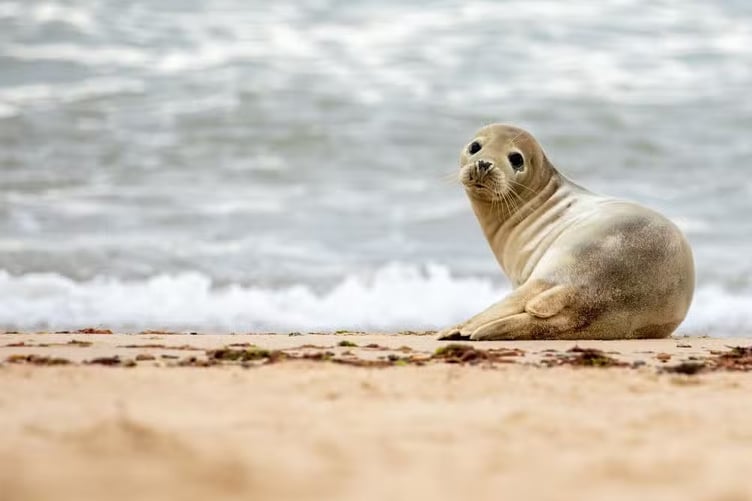 grey-seal-beach-england