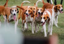 Foxes still being hunted in Wales: Have your say on trail hunt ban proposals