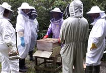 Beekeeping Taster Sessions at Scolton Manor