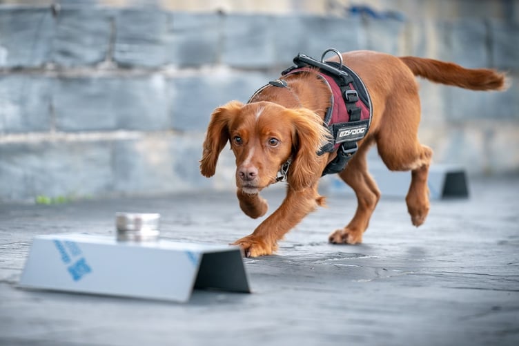 Jinx, the biosecurity detection dog