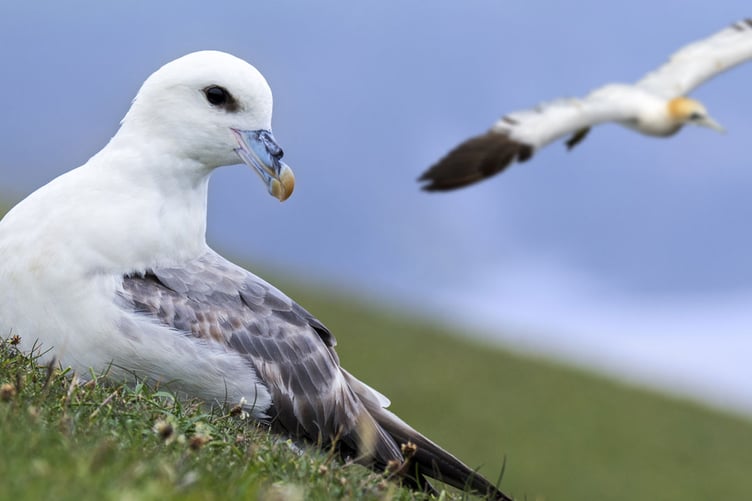 Seabirds