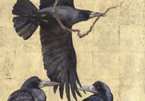 Rooks celebrated at new Oriel y Parc exhibition