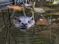 New wildlife group to make a splash at Stackpole Community Open Day
