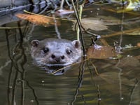 New wildlife group to make a splash at Stackpole Community Open Day
