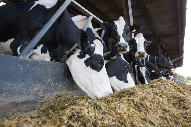 Dairy cows eating silage
Picture Tim Scrivener 07850 303986
â¦.covering agriculture in the UKâ¦.