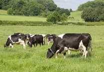 Heat stress mitigation more important for cows in changing climate