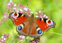 And the winner is… Peacock voted Britain's Favourite Butterfly