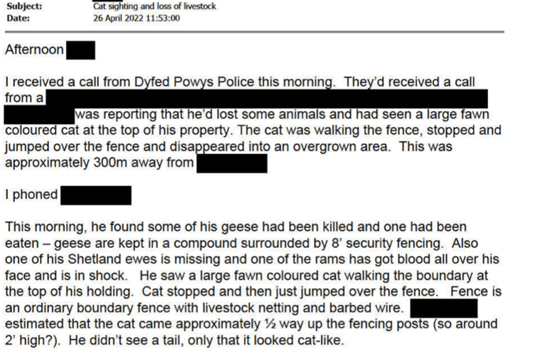 Big cat sightings
