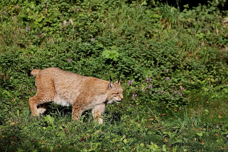 a panther, a leopard and a Canadian lynx are among the reported sightings of big cats across various regions of Wales