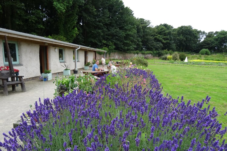 Stackpole Walled Gardens Cafe with lavender