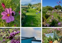 Discover pollinators at Manorbier's garden event!